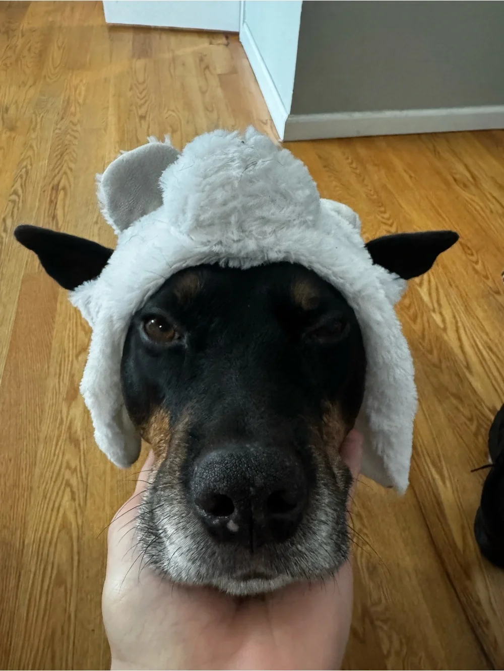 Plush White Sheep Dog Hat – Soft Pet Costume Accessory